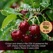 Snackathon Unsweetened Dried Dark Sweet Cherries, No Sugar Added Snackathon 